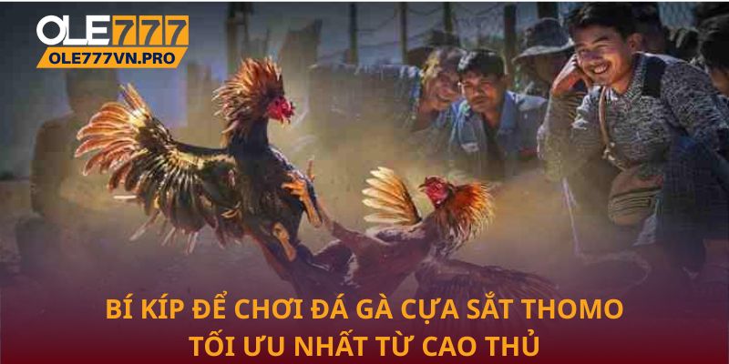 Đá Gà Cựa Sắt Thomo Tại Ole777 - Địa Chỉ Uy Tín Hàng Đầu 3 Bí kíp để chơi đá gà cựa sắt Thomo tối ưu nhất từ cao thủ