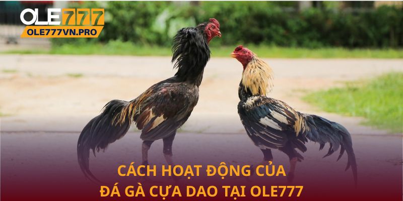Đá Gà Cựa Dao: Trải Nghiệm Kịch Tính Đỉnh Cao Tại Ole777 2 Cách hoạt động của đá gà cựa dao tại Ole777