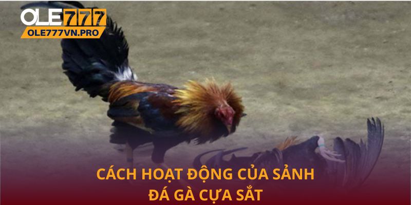 Đá Gà Cựa Sắt Thomo Tại Ole777 - Địa Chỉ Uy Tín Hàng Đầu 2 Cách hoạt động của sảnh đá gà cựa sắt Thomo tại Ole777