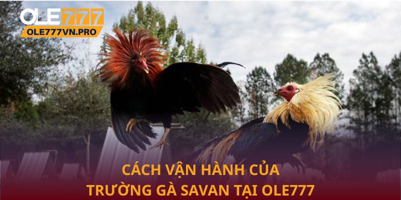 Trường Gà Savan Điểm Hẹn Giải Trí Đỉnh Cao Tại Ole777 2 Cách vận hành của Trường gà Savan tại Ole777