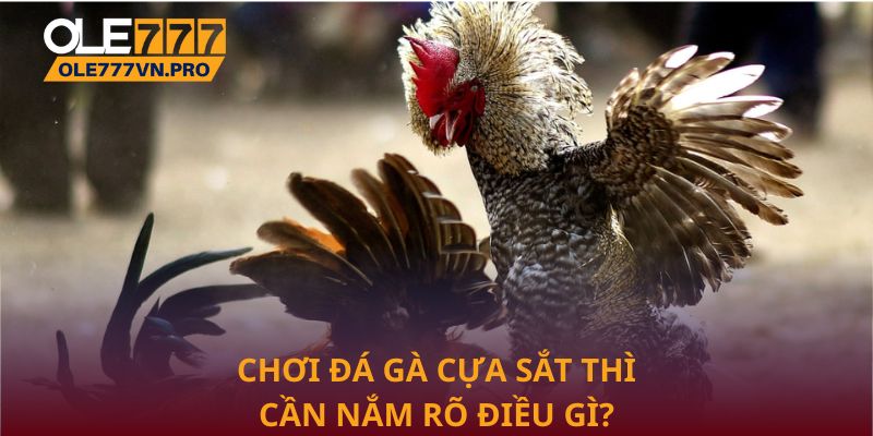Đá Gà Cựa Sắt Ole777 – Sân Chơi Kịch Tính Cho Người Đam Mê 2 Chơi đá gà cựa sắt thì cần nắm rõ điều gì?