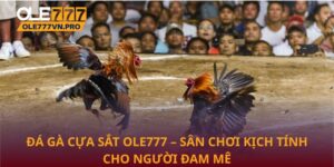 đá gà cựa sắt