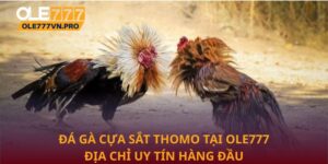 đá gà cựa sắt thomo
