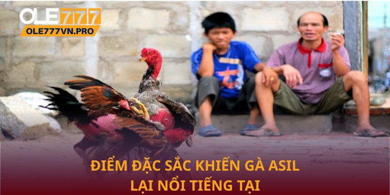 Gà Asil – Bí Quyết Chọn Giống Gà Chiến Bền Bỉ Và Mạnh Mẽ 1 Điểm đặc sắc khiến Gà Asil lại nổi tiếng tại Ole777