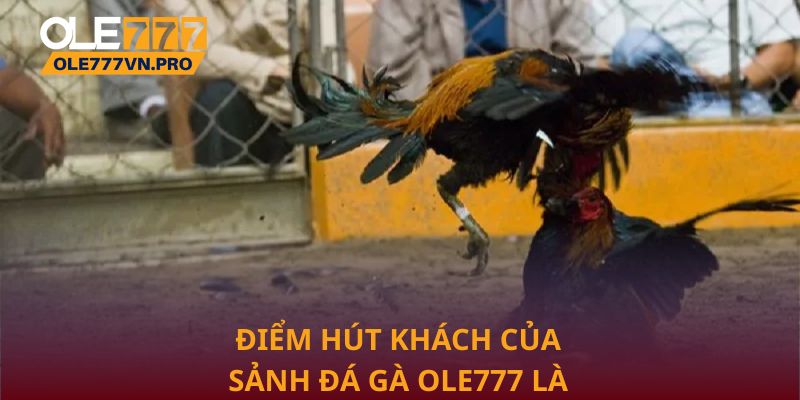Điểm hút khách của sảnh đá gà Ole777 là gì?