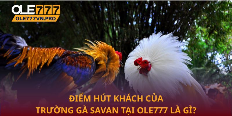 Trường Gà Savan Điểm Hẹn Giải Trí Đỉnh Cao Tại Ole777 3 Điểm hút khách của Trường gà Savan tại Ole777 là gì?