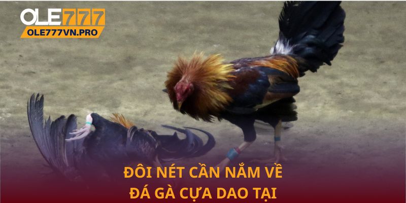 Đá Gà Cựa Dao: Trải Nghiệm Kịch Tính Đỉnh Cao Tại Ole777 1 Đôi nét cần nắm về đá gà cựa dao tại Ole777