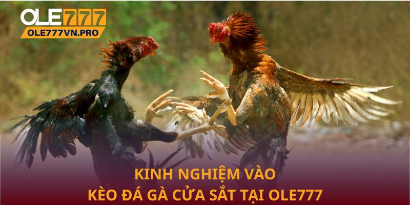 Đá Gà Cựa Sắt Ole777 – Sân Chơi Kịch Tính Cho Người Đam Mê 3 Kinh nghiệm vào kèo đá gà cửa sắt tại Ole777