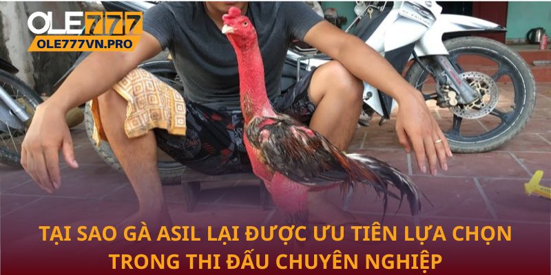 Gà Asil – Bí Quyết Chọn Giống Gà Chiến Bền Bỉ Và Mạnh Mẽ 2 Tại sao Gà Asil lại được ưu tiên lựa chọn trong thi đấu chuyên nghiệp