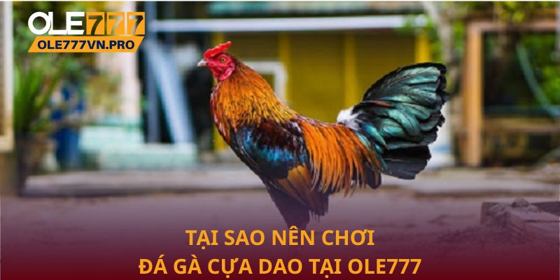 Đá Gà Cựa Dao: Trải Nghiệm Kịch Tính Đỉnh Cao Tại Ole777 3 Tại sao nên chơi Đá gà cựa dao tại Ole777