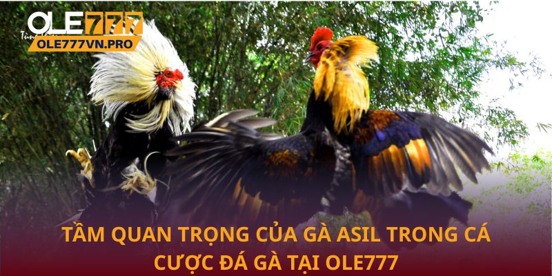 Gà Asil – Bí Quyết Chọn Giống Gà Chiến Bền Bỉ Và Mạnh Mẽ 3 Tầm quan trọng của Gà Asil trong cá cược đá gà tại Ole777
