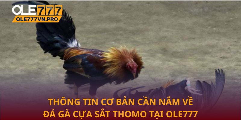 Đá Gà Cựa Sắt Thomo Tại Ole777 - Địa Chỉ Uy Tín Hàng Đầu 1 Thông tin cơ bản cần nắm về đá gà cựa sắt Thomo tại Ole777