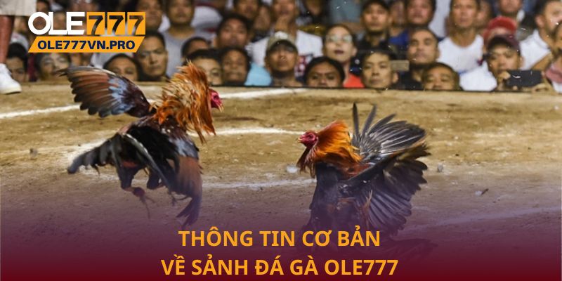 Thông tin cơ bản về sảnh đá gà Ole777