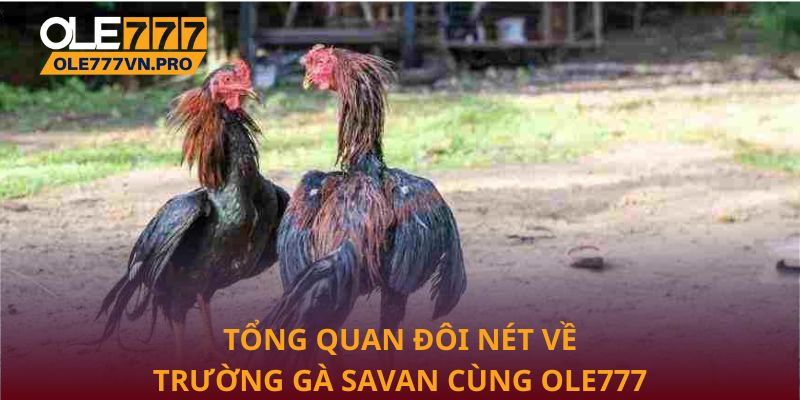 Trường Gà Savan Điểm Hẹn Giải Trí Đỉnh Cao Tại Ole777 1 Tổng quan đôi nét về Trường gà Savan cùng Ole777