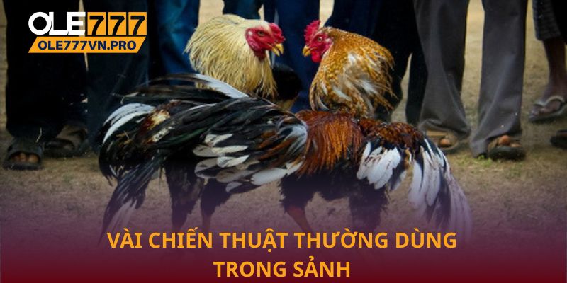 Vài chiến thuật thường dùng trong sảnh đá gà Ole777